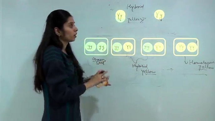 3 Mendelian Laws of Inheritance - Fundamentals of Genetics