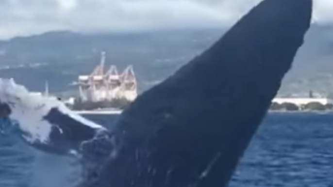 Whale Breaches in Front of Delighted Diver in Hawaii