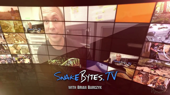 Massive Snakes Invade Chicago! EP. 421 SnakeBytesTV
