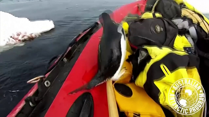 Curious penguin hops aboard research boat