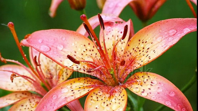 stock-footage-raindrops-on-the-petals-of-a-flower-orange-lily-slow-motion-macro　沼野忠裕