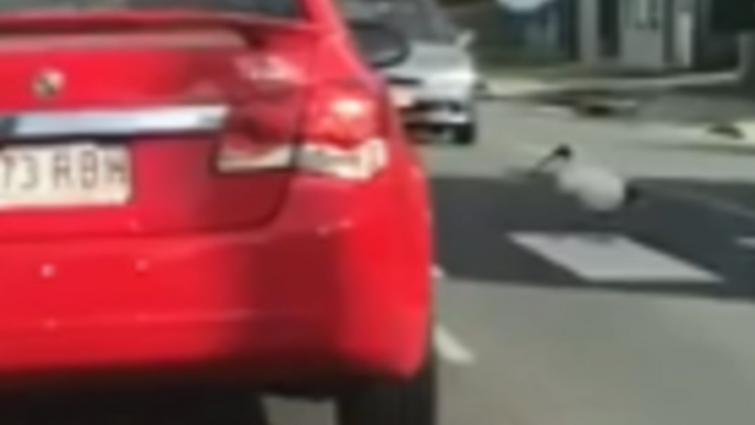 Motorists Pause for Ibises to Cross the Road in Margate, Queensland