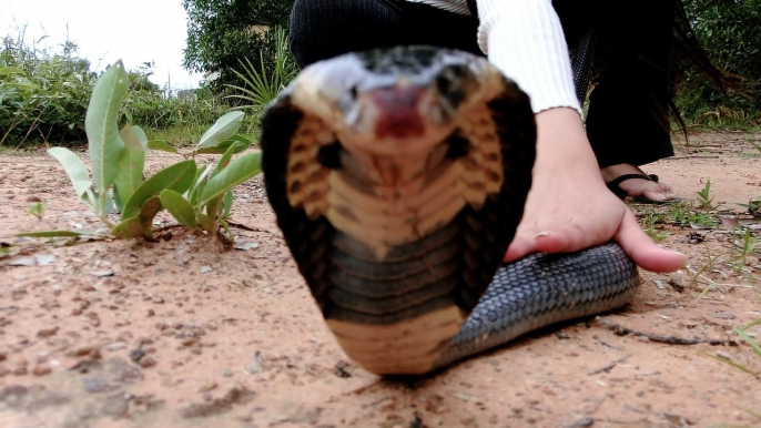 Girl brave Catch cobra