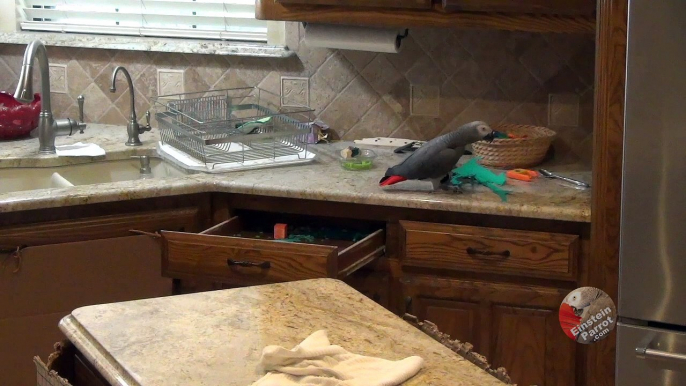 Mischievous parrot throws toys on floor and then hides