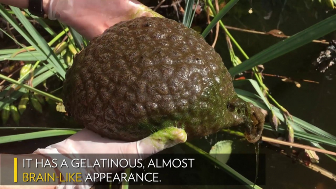 Un animal mystérieux trouvé dans un lagon : un Blob