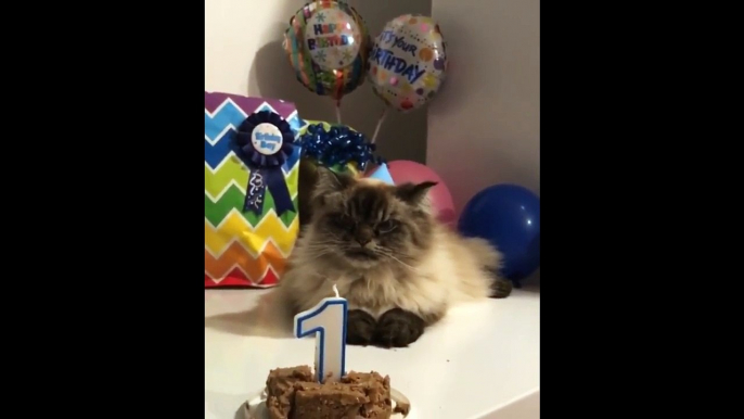 Cat Hates Birthdays - When you hate your birthday