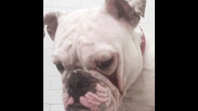 Dog Sad About Bath Time - This dog's overwhelming sadness about bath time is too much