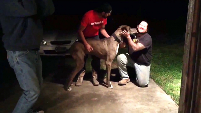 Great Dane "Duke" Reuniting with his Long-Lost Owners 2 Years after Going Missing