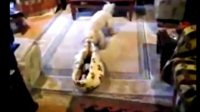 Funny Cats Stealing Dog Beds Compilation 2014 [NEW HD]