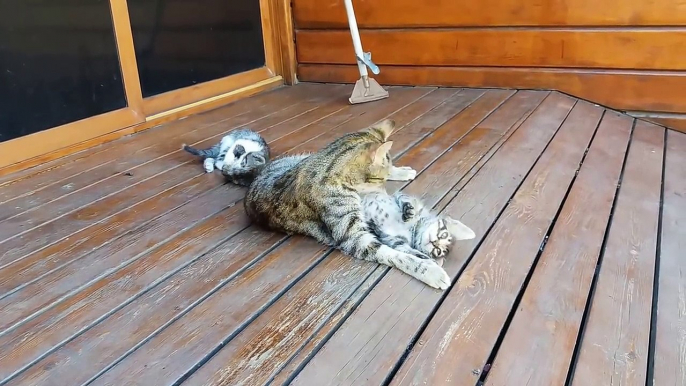 Mom cat cleaning her kitten by force