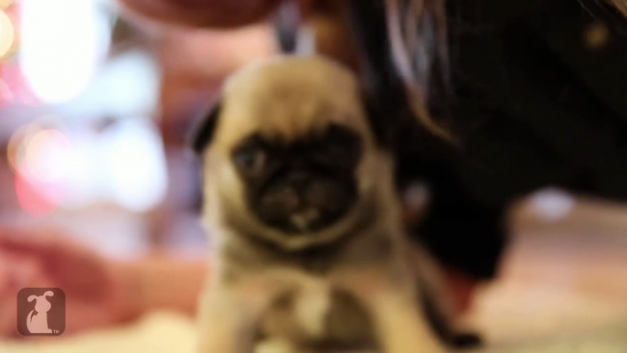 Cutest Pug Puppy Plays With My Hair - Puppy Love