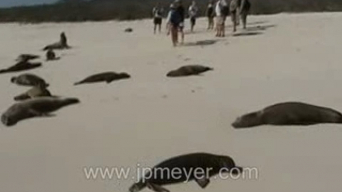 Galapagos Islands travel: Sea Lions