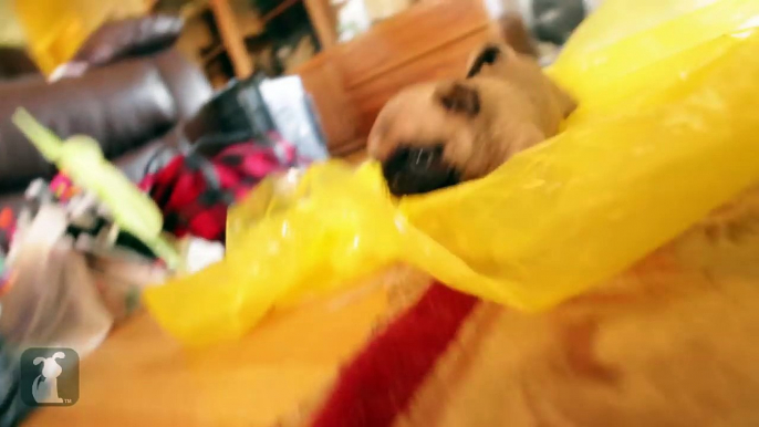 5 Week Old Pug Puppy Plays With Raincoat - Puppy Love