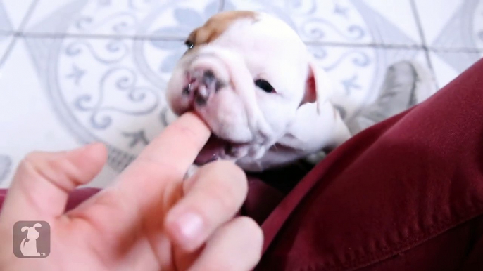 Wrinkly Bulldog Puppy Nibbles Finger! So DARN CUTE - Puppy Love