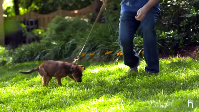 Leash Training a Puppy: How to Leash Train a Puppy or Dog