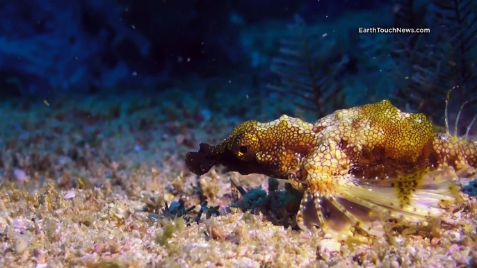 Creepy critters of the tidal lagoon