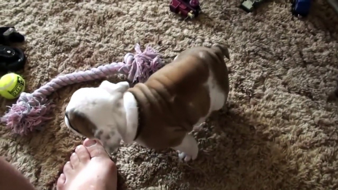 Angry little bulldog throws a hissy fit