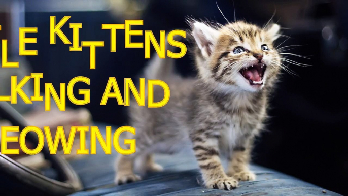 Little kittens meowing and talking - Cute cat compilation