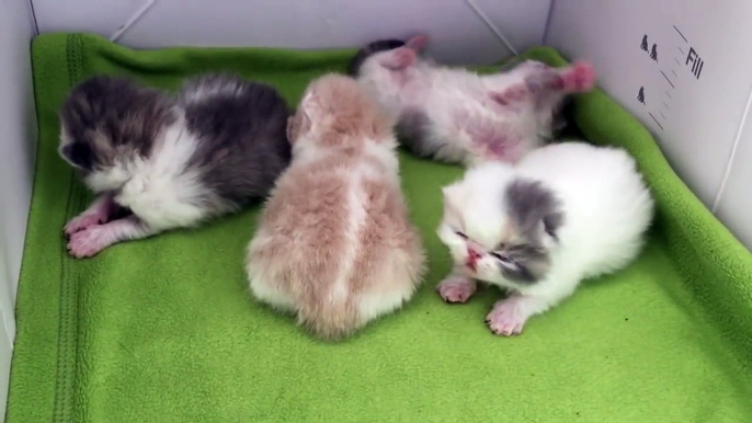 Four Sweet Rolls: 2-week-old Exotic Shorthair Kittens