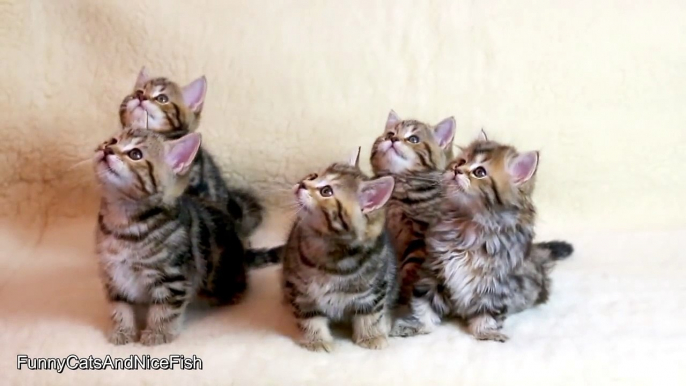 Singing Cat and Cute Dancing Kittens