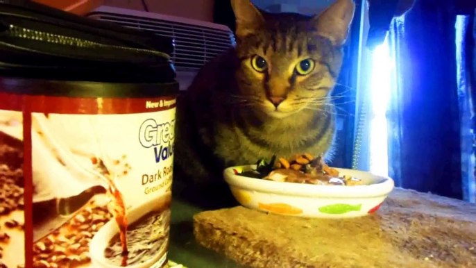 Rocky -from 'Feral Cat' to 'Kitten-like' fussy eater