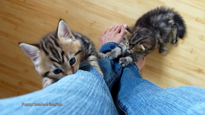 Cute Kittens Climbing a Leg