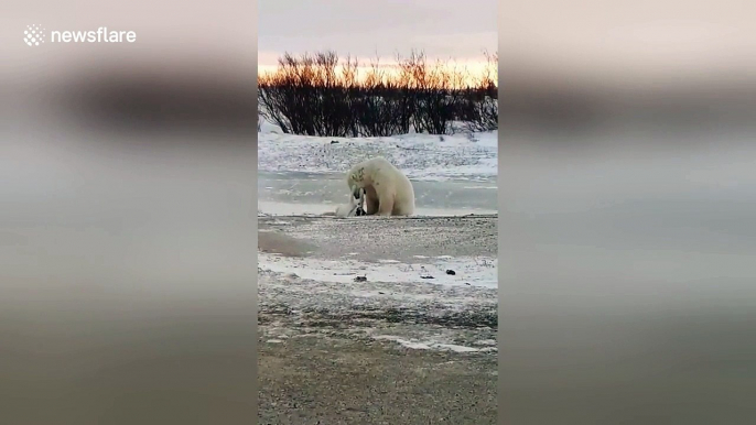 Incredible moment a wild polar bear plays with a dog