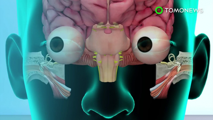 How we see and hear_ Wherever your eyes look, your eardrums move along with eyeballs - TomoNews