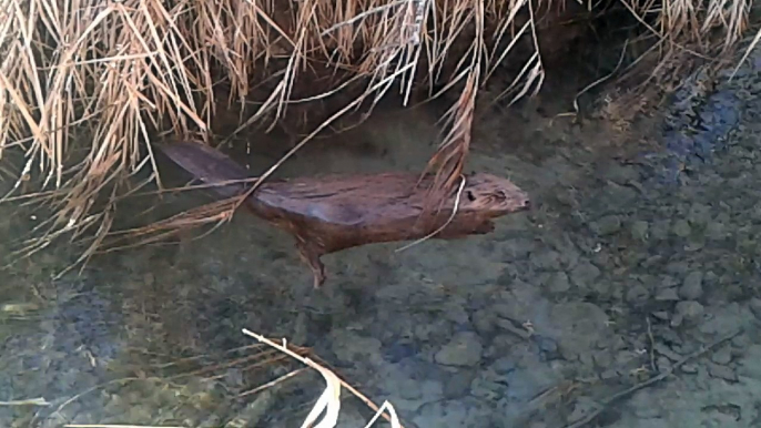 Aperçu : un castor sur le bassin du Buëch par le service départemental des Hautes-Alpes (05)