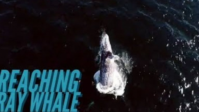 California Drone Captures Spectacular Grey Whale Breach