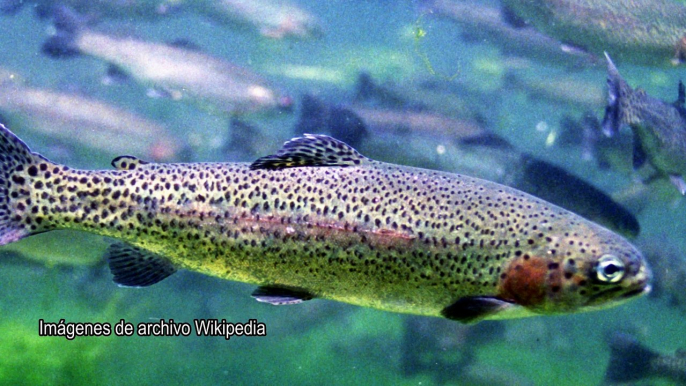 Pretenden criar una especie invasora en las aguas del contaminado El Musel - Gijón, Asturias