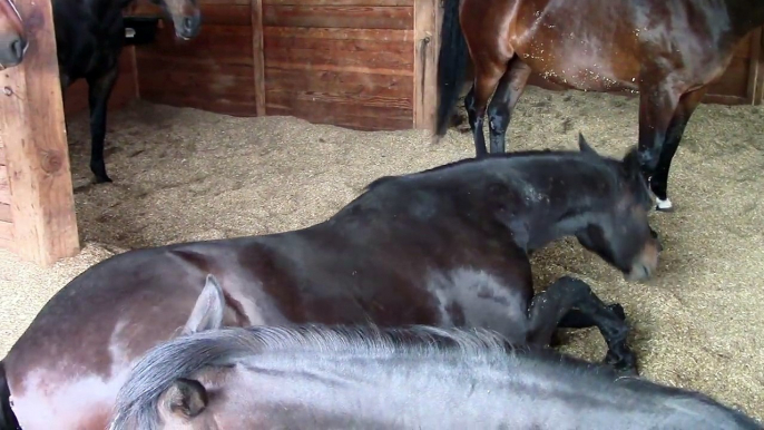 Horses, Peacefully Farting and Snoring