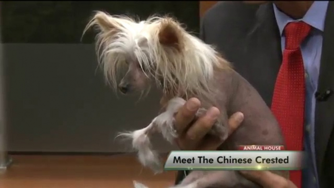 Meet the Chinese Crested Dog - Conoce la raza canina Crestado Chino