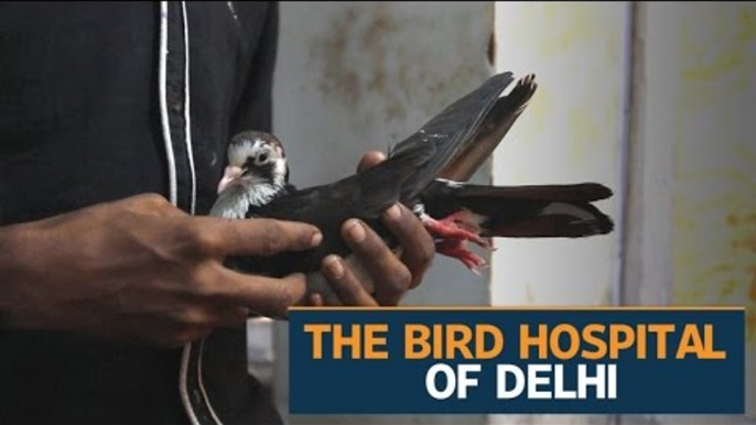 Hospital in Delhi gives birds new flight