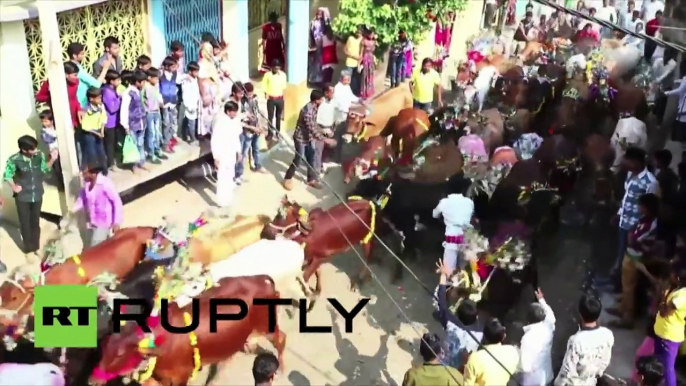 Avez-vous jamais vu célébrer des fêtes en se laisser piétiner par les vaches ? Allez en Inde !