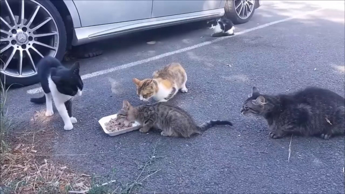 Ce bébé chat mange tranquillement protégé maman alors que les autres chats ont la grosse dalle