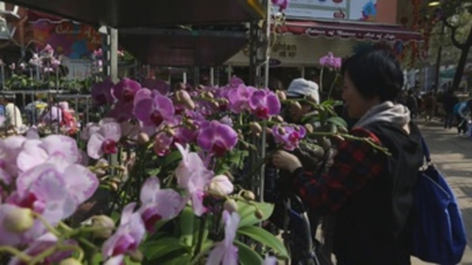 Los mercados de flores en Hong Kong se alistan para sus ventas en el Año Nuevo Chino