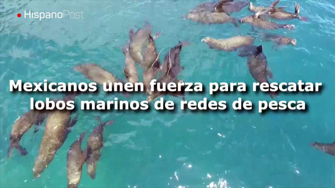 Mexicanos lanzan campaña para rescatar lobos marinos de redes de pesca