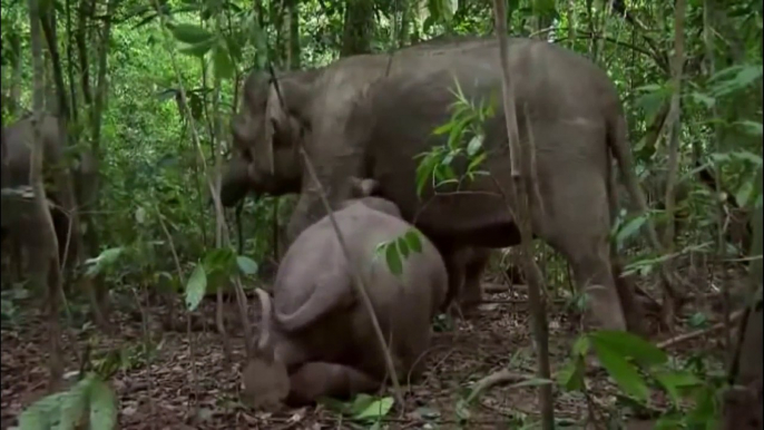 Animal planet - Borneo elephants - The smallest elephants in Asia