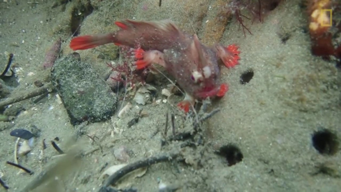 Des plongeurs découvrent un poisson très rare qui semble avoir des mains : Red hand fish