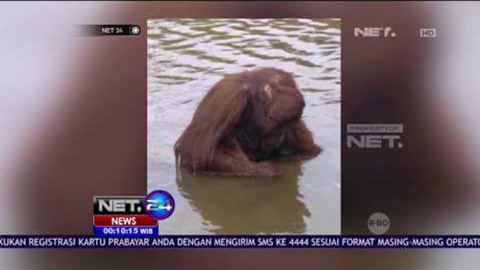 Pemeriksaan 8 Orang Saksi Atas Kasus Pembunuhan Orang Utan - NET 24