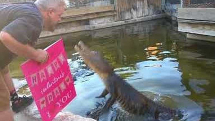Gators Get Meaty Treat From Their Valentine