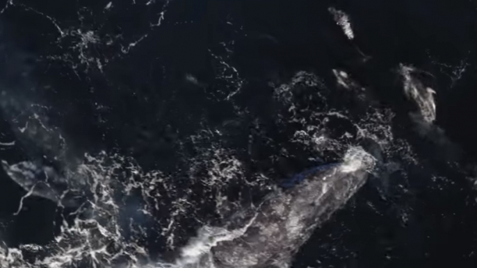 Drone Footage Captures Dolphins Interacting with Gray Whales in Monterey Bay