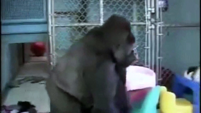 Koko the Gorilla meets Robin Williams