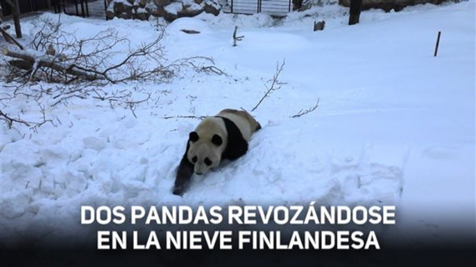 Dos nuevos inquilinos en un zoo de Finlandia