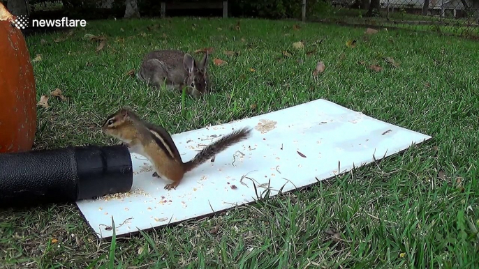 This is what happens when a squirrel meets a leaf blower