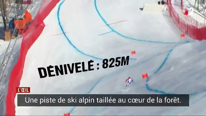 Pour créer une piste de ski alpin en vue des Jeux Olympiques, la Corée du Sud a détruit et sacrifié une forêt protégée