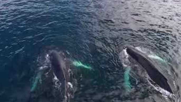 Drone Footage Shows Humpback Whales Off Newfoundland Coast