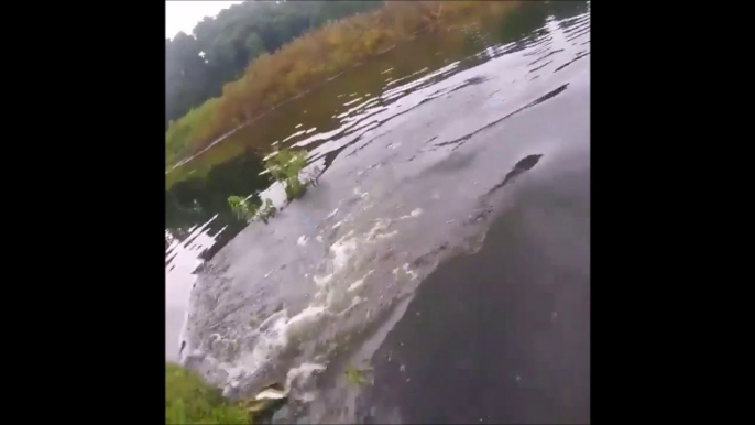 Un crocodile affamé vient piquer le poisson de ce pecheur... Terrifiant