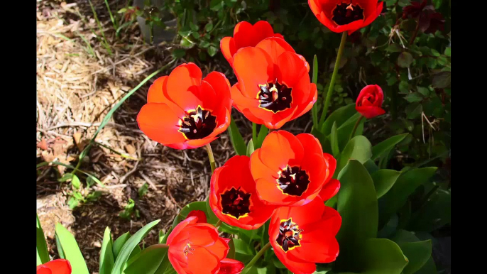 tulips time lapse | Glimpse of India